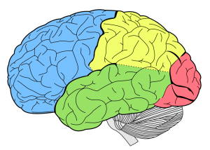 Daily exercise helps an aging brain