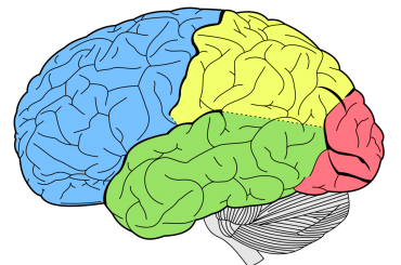 Daily exercise helps an aging brain