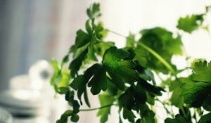 Detox from heavy metals