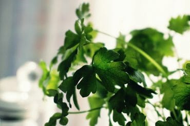 Detox from heavy metals