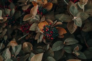 Hawthorn Berries For Heart Health