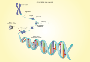 Methylation: What DNA can tell us about our Age