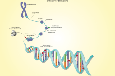 Methylation: What DNA can tell us about our Age