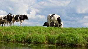 Grass fed beef vs grain fed beef - which is better?