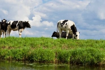 Grass fed beef vs grain fed beef - which is better?