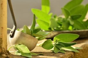 sage leaf image