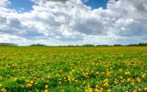 Field of dandelions