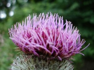 Milk Thistle Image